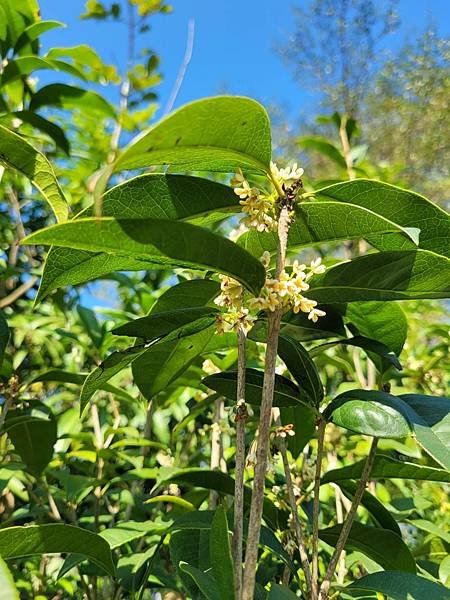 龍紋桂花(大欉)開花盆栽!香味四溢~瀚苗果樹苗園091188