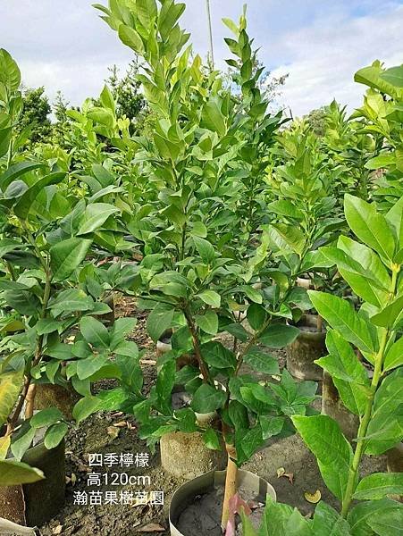 四季檸檬(高約120cm)適合喜歡種大棵的朋友~瀚苗果樹苗園