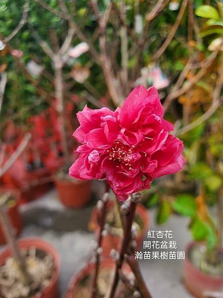 紅杏花、粉杏花(開花盆栽)瀚苗果樹苗園0911880000