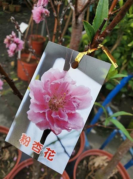 紅杏花、粉杏花(開花盆栽)瀚苗果樹苗園0911880000