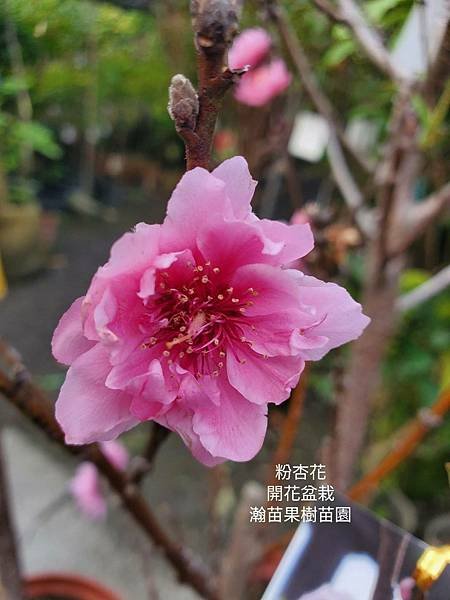 紅杏花、粉杏花(開花盆栽)瀚苗果樹苗園0911880000