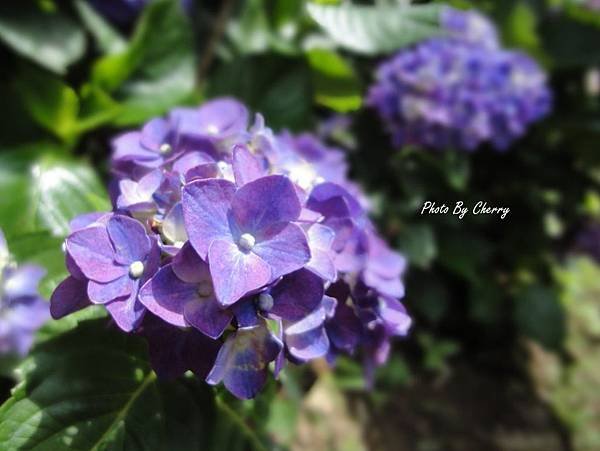高家繡球花園-010.jpg