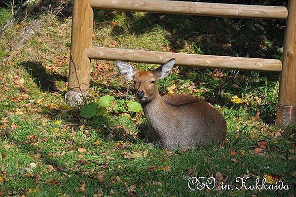 DSC_0658.jpg