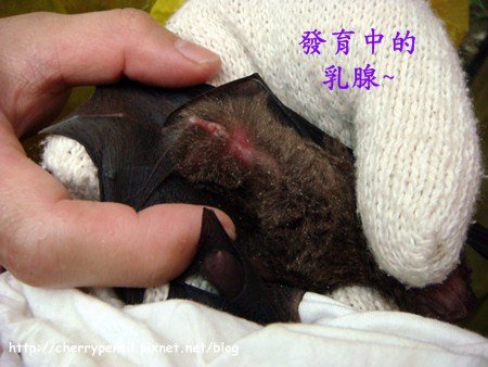 BAT-15