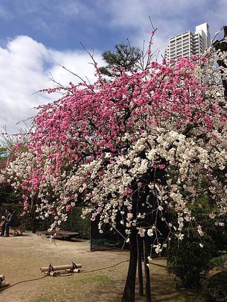 sakura