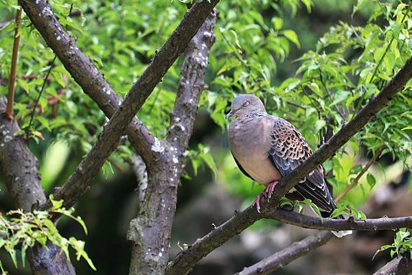 中正紀念公園與228公園  1120922