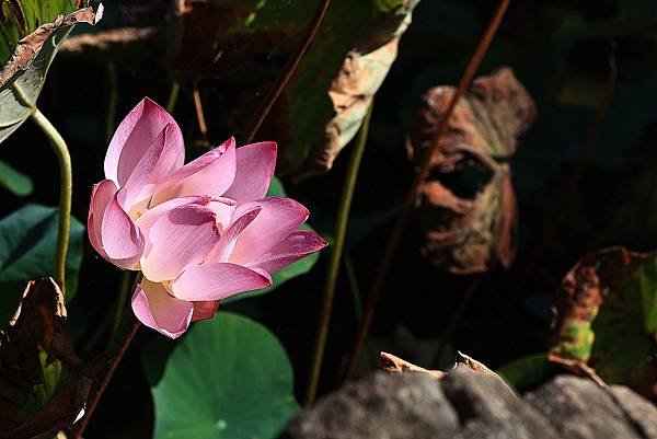 中正紀念公園與228公園  1120922