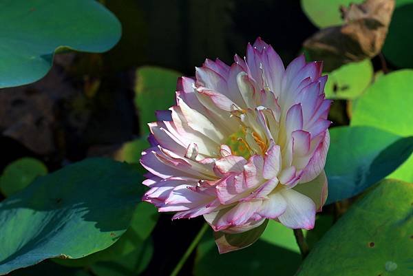 中正紀念公園與228公園  1120922