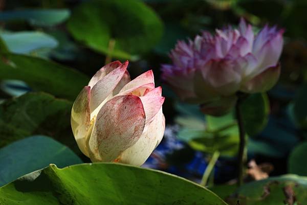 中正紀念公園與228公園  1120922