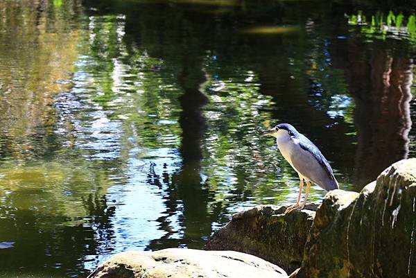 中正紀念公園與228公園  1120922