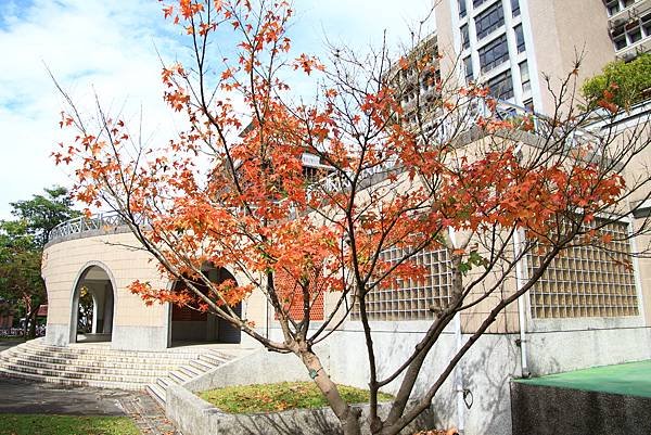 台大校園  1130101