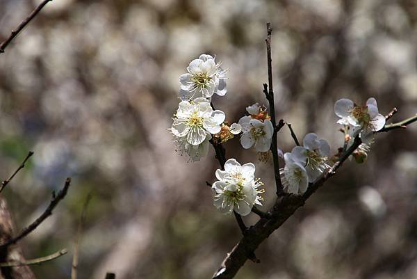 寒梅-2 陽明山公園   1130102