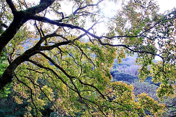 寒梅-2 陽明山公園   1130102
