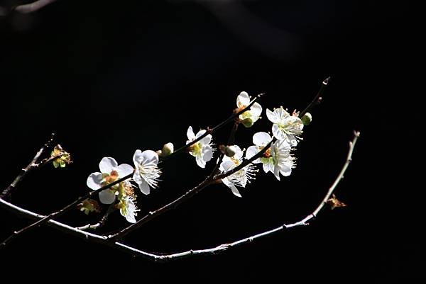 寒梅-2 陽明山公園   1130102