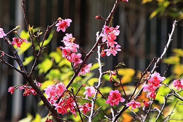 植物園掠影  1130411