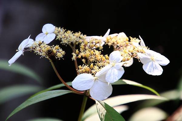 植物園掠影  1130411