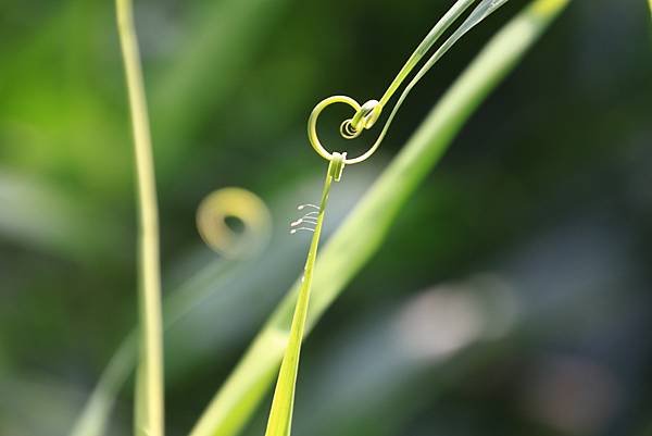 植物園掠影  1130411