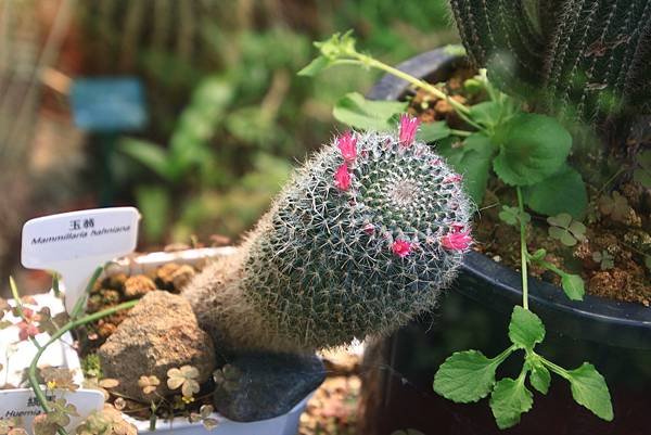 植物園掠影  1130411