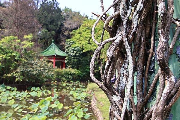 植物園掠影  1130411