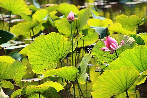 植物園掠影  1130411