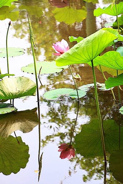 今年第一荷 植物園  1130415