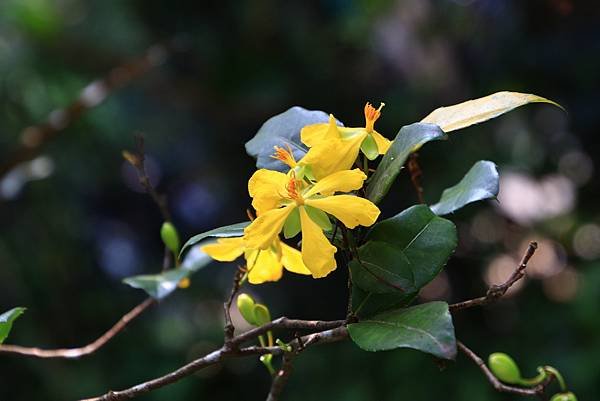 今年第一荷 植物園  1130415