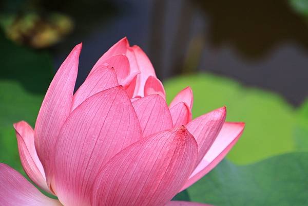 今年第一荷 植物園  1130415