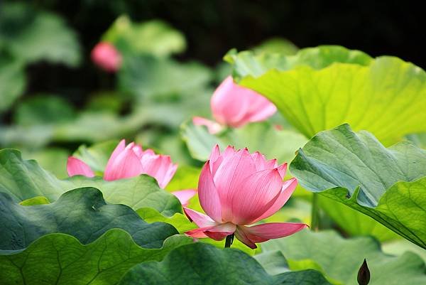 今年第一荷 植物園  1130415