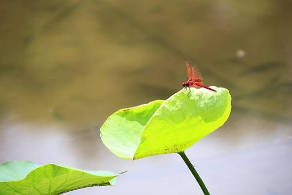 今年第一荷 植物園  1130415