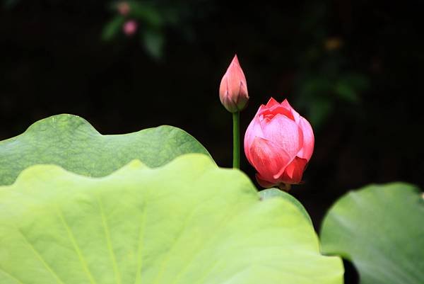 今年第一荷 植物園  1130415