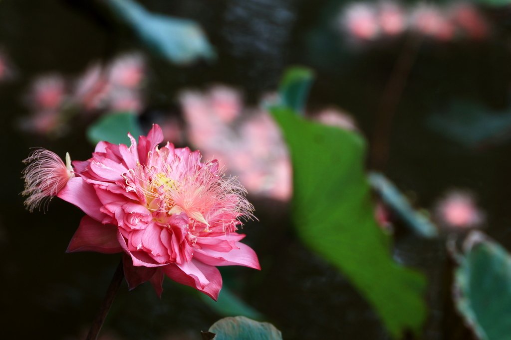 後花園記趣 (台灣大學)  1130814