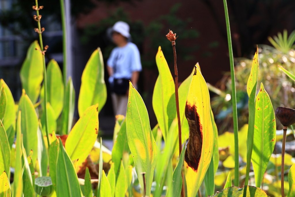 後花園記趣 (台灣大學)  1130814
