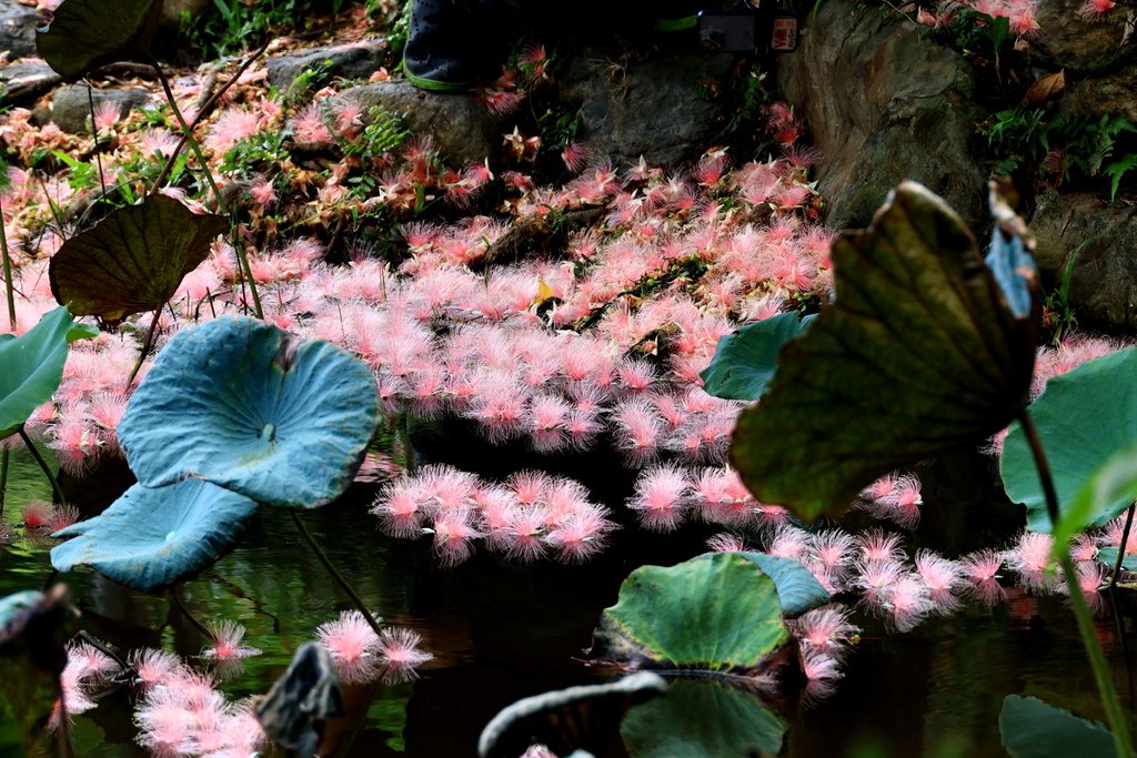 後花園記趣 (台灣大學)  1130814