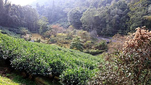 9天8夜中部自由行花絮   1215-2 猫囒山步道  11