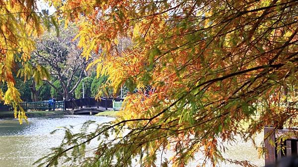 原住民文化主題公園落羽松  1140106