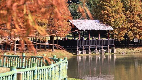 原住民文化主題公園落羽松  1140106