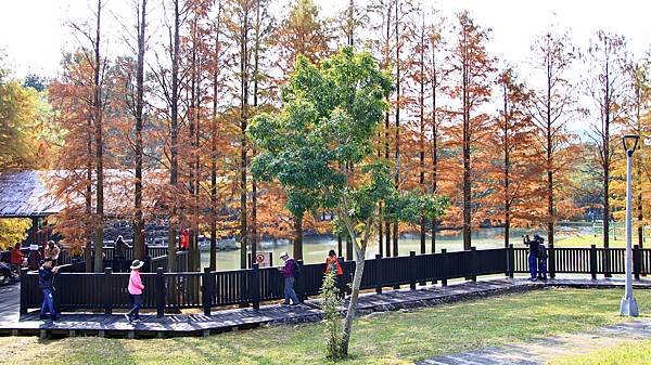 原住民文化主題公園落羽松  1140106