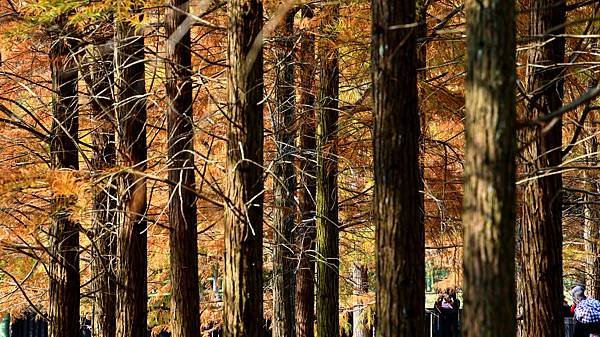 原住民文化主題公園落羽松  1140106