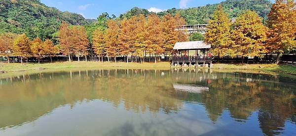 原住民文化主題公園落羽松  1140106