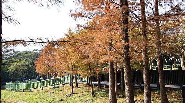 原住民文化主題公園落羽松  1140106