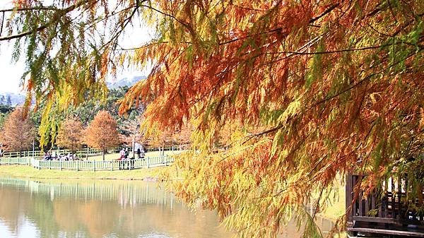 原住民文化主題公園落羽松  1140106