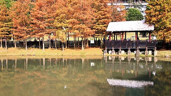 原住民文化主題公園落羽松  1140106
