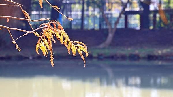 原住民文化主題公園落羽松  1140106