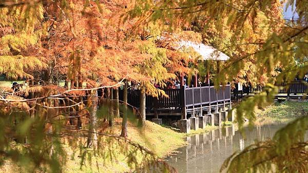 原住民文化主題公園落羽松  1140106