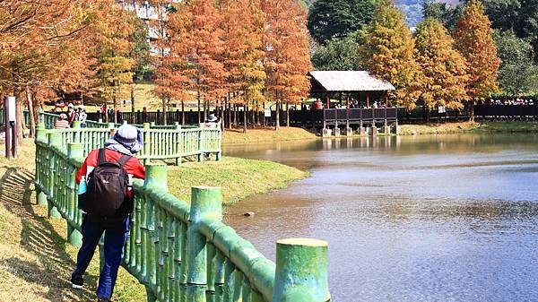 原住民文化主題公園落羽松  1140106