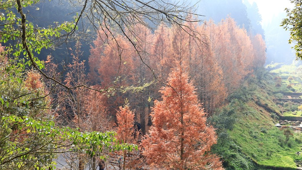 中部自由行花絮    1220-2   杉林溪的水杉林   