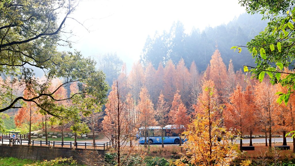 中部自由行花絮    1220-2   杉林溪的水杉林   