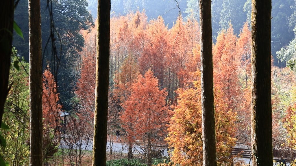 中部自由行花絮    1220-2   杉林溪的水杉林   