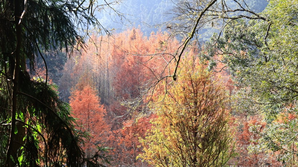 中部自由行花絮    1220-2   杉林溪的水杉林   