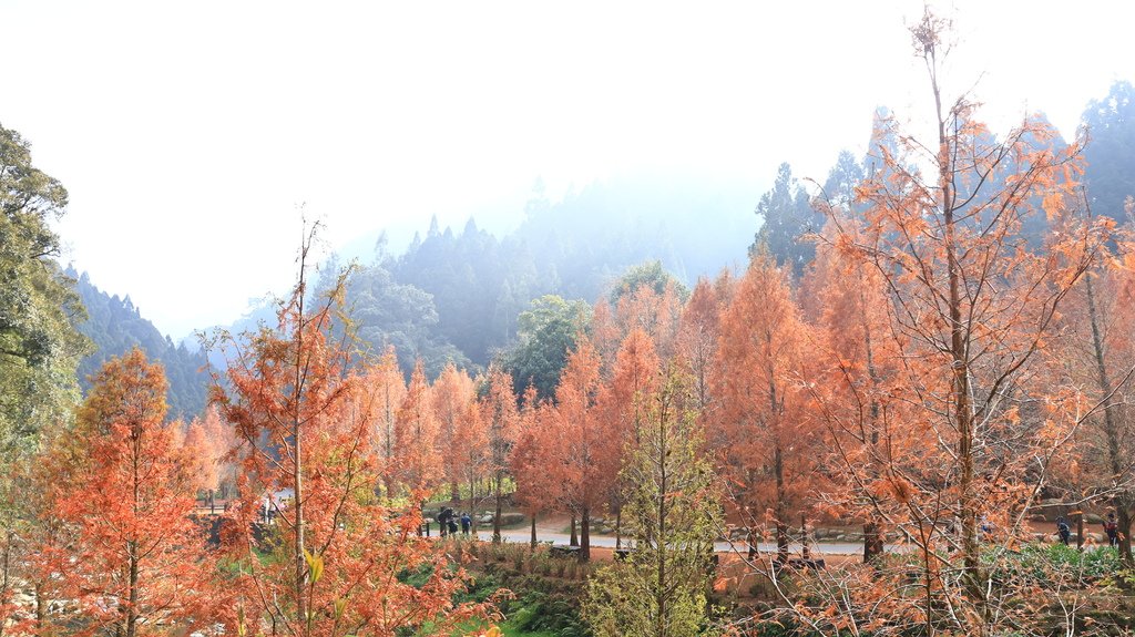 中部自由行花絮    1220-2   杉林溪的水杉林   